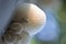 Closeup shot of the Oudemansiella mucida-Porcelain fungus growing in the forest