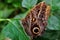 Closeup shot of an owl butterfly with brown wings and a black spot on the wings, resting on a leaf