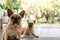 Closeup shot of a pair of adorable brown French Bulldogs standing near a garden