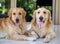 Closeup shot of a pair of adorable fluffy golden retriever dogs