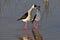 Closeup shot of a pair of black-winged stilt birds wading in a pond