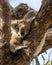 Closeup shot of a pair of cute koalas sleeping on tree branches