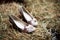 Closeup shot of a pair of pink shoes on a hay bale