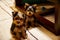 Closeup shot of a pair of Yorkshire terriers at home