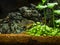 Closeup shot of Pakistani loach isolated on a beautiful aquarium tank