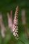 Closeup shot of pale pink flower (Persicaria amplexicaulis 
 Rosea)