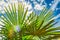 Closeup shot of palm tree leaves (Arecaceae) on a sunny day with a sky and clouds in the background