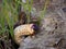 Closeup shot of a palm weevil beetle larvae