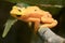 Closeup shot of a panamanian golden frog - perfect for background