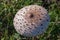 Closeup shot of a parasol mushroom cap growing in the greenery