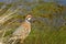 Closeup shot of a partridge bird on the grass during a sunny day