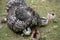 Closeup shot of a partridge with black and white feathers and its little cheepers