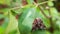 Closeup shot of a Passionvine hopper on a green leaf