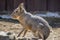 A Closeup Shot of Patagonian Cavy