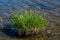 Closeup shot of a patch of grass growing in the water