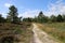 Closeup shot of a path and trees in grassland