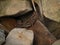 Closeup shot of the patterned grasshopper on the rocks