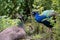 Closeup shot of peacocks in the zoo