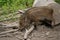 Closeup shot of a peccary at the park