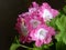 Closeup shot of pelargoniums