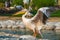 Closeup shot of a pelican spreading its wings at Al Areen Wildlife Park in Bahrain