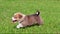 Closeup shot of a Pembroke Welsh Corgi puppy running on the green grass