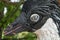 Closeup shot of a penguin statue made out of collected ocean trash