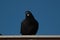 Closeup shot of a perched black stock dove on a blue background