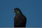 Closeup shot of a perched black stock dove on a blue background