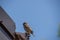 Closeup shot of a perched house sparrow (Passer domesticus)