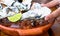 Closeup shot of a person eating oysters