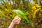 Closeup shot of a person feeding a green parrot with an apple