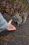 Closeup shot of a person feeding a squirrel on the ground