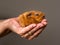 Closeup shot of a person holding a brown guinea pig