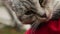 Closeup shot of person petting lovely gray cat, human kindness to animals