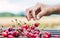 Closeup shot of a person\'s hand picking up a sour cherry from a bunch put on a wooden table