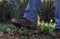 Closeup shot of a person\'s legs in muddy jeans and hiking boots walking in a forest