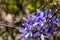 Closeup shot of Petrea flowers on a tree branch during daytime