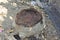 Closeup shot of petrified tree stump