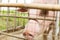 Closeup shot of a pig in a cage in a farm - animal protection concept