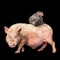 Closeup shot of a pig with a grey rooster sitting on it isolated on black background