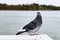 Closeup shot of a pigeon near the water in Helsinki, Finland