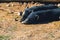 Closeup shot of pigs lying on the ground in the dirt