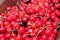 Closeup shot of a pile of bright red cherries