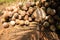 Closeup shot of a pile of coconuts under the coconut tree