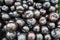 Closeup shot of a pile of ripe plums displayed in a market