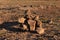 Closeup shot of a pile of small stones on the sand