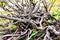 Closeup shot of a pile of tree branches on a fresh meadow