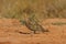 Closeup shot of a pin-tailed sandgrouse on a desert