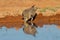 Closeup shot of a pin-tailed sandgrouse drinking water from the pond